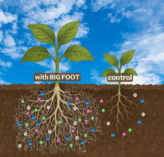 Mycorrhizal Fungi for Massive Plant Roots with Beneficial Organisms by Big Foot - Use During Transplanting, Water in or Hydroponics for All Plants - Gold 32 Ounces