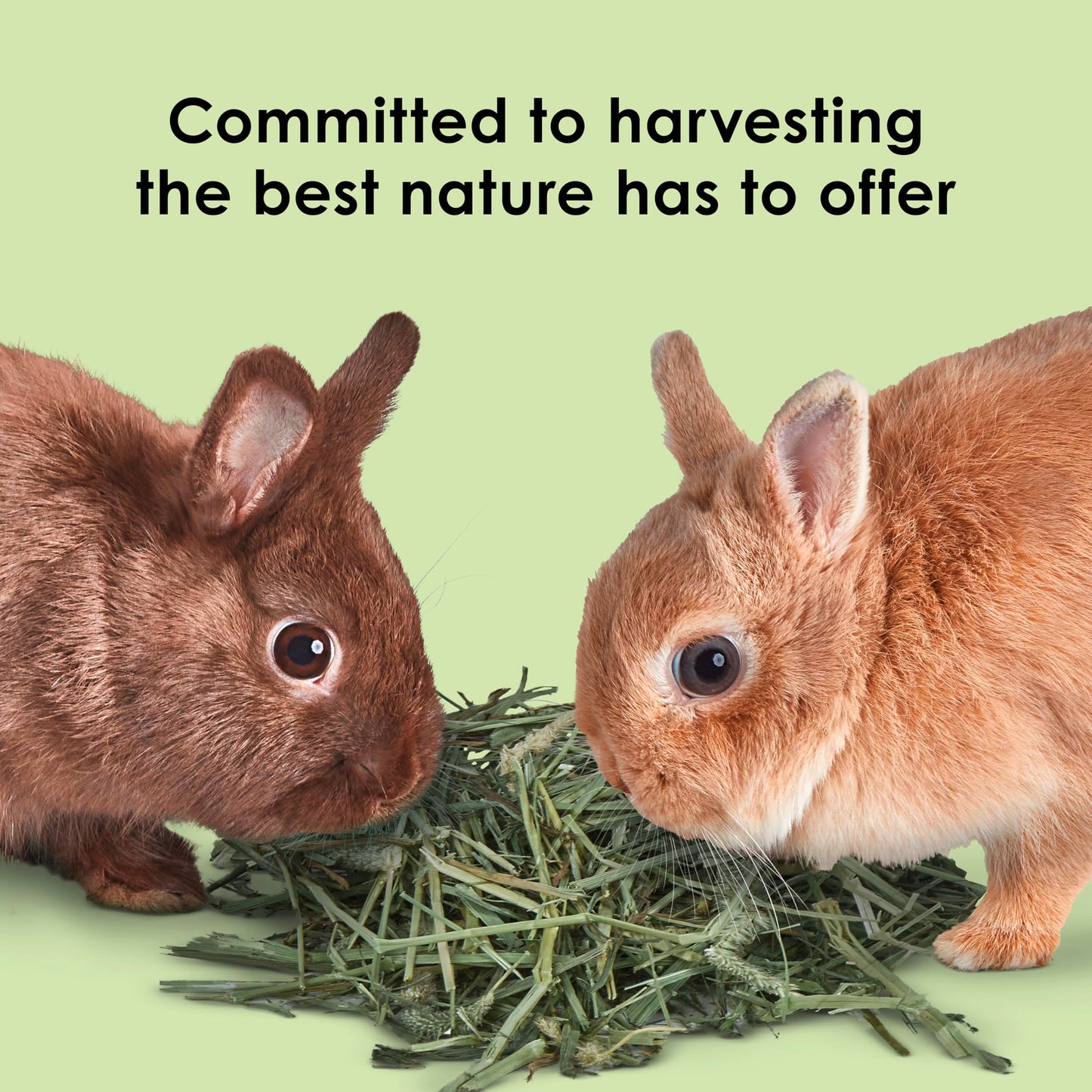 Kaytee Timothy Hay, High Fiber, Grown Specifically for Small Animals, Rabbits, Guinea Pigs, Chinchillas, Ideal Bulk Order for Small Pets, 24 pounds