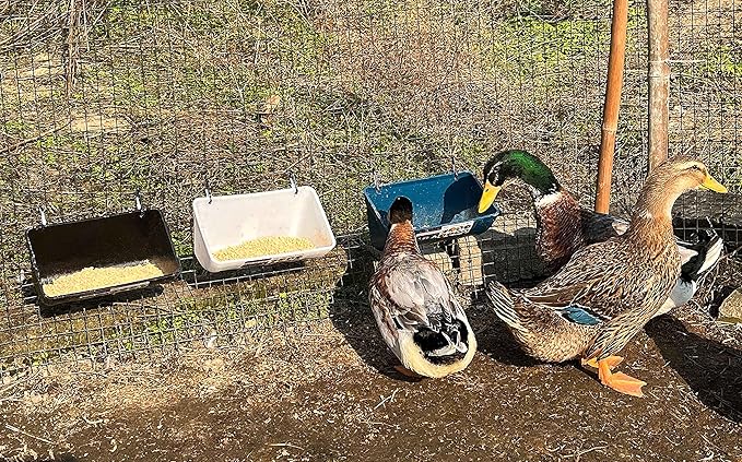 Chicken Feeder Waterer, Goat Feeder - 3 Pack, 5.5 Quart, for Goats Chickens Duck Sheeple Dogs Piglets Deers Gooses, Turkeys, Goat Supplies