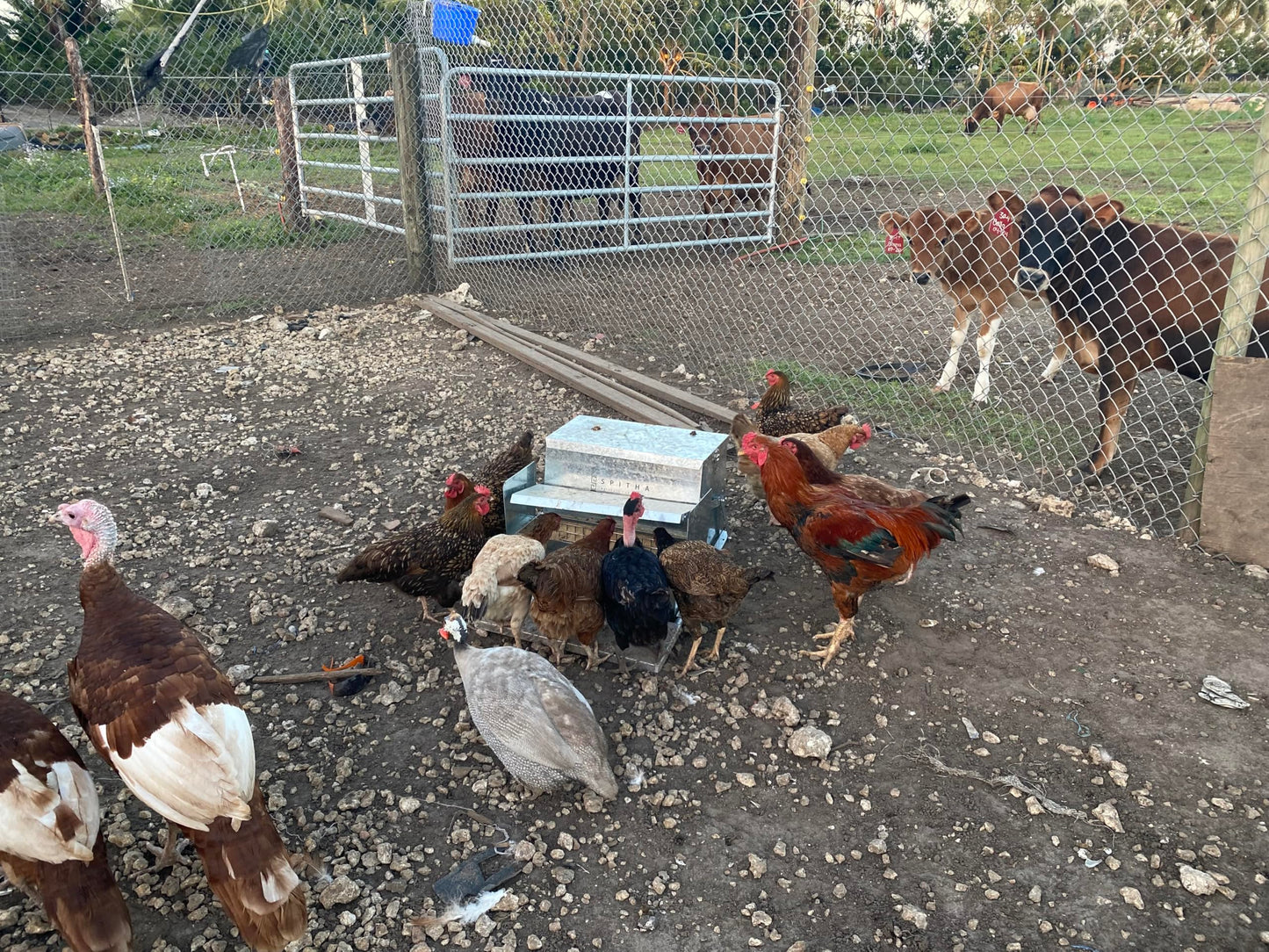 SPITHA Automatic Chicken Feeder-Large Metal Poultry Feeder(40lb Feed Capacity)16 Chickens for 14 Days Chicken Feeders No Waste Auto Food Dispenser Chickens Coop Accessories Chicken Food for Laying Hen