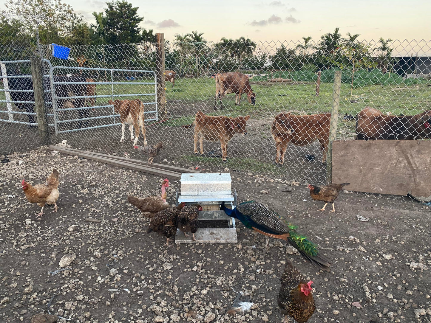 SPITHA Automatic Chicken Feeder-Large Metal Poultry Feeder(40lb Feed Capacity)16 Chickens for 14 Days Chicken Feeders No Waste Auto Food Dispenser Chickens Coop Accessories Chicken Food for Laying Hen