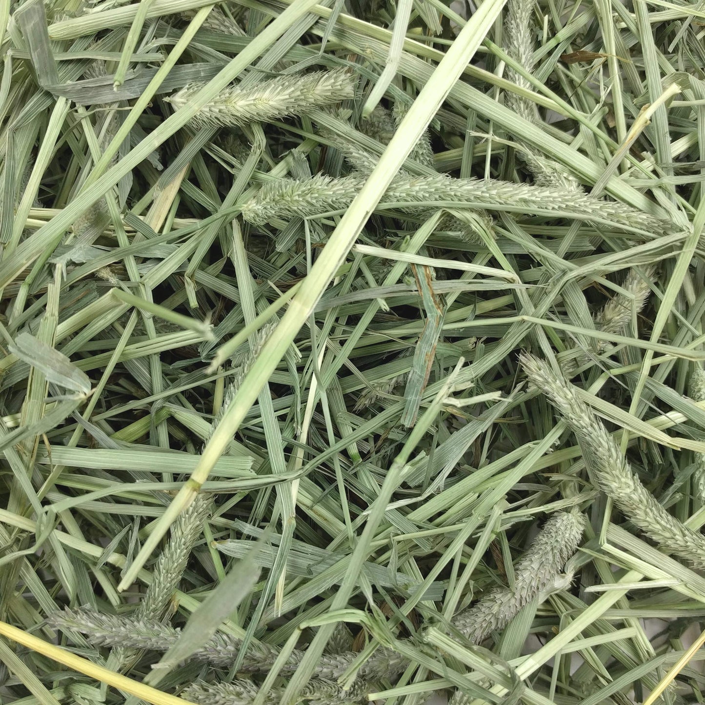 Oxbow Animal Health Western Timothy Hay, Bunny Food, All Natural Hay for Rabbits, Guinea Pig, Chinchillas, Hamsters & Gerbils, Rabbit Treats, Veterinarian Recommended, 15 oz.