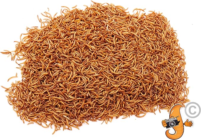 Chubby Dried Mealworms 3Lb Premium Non-GMO Dried Mealworms for Chickens High Protein Chicken Feed Meal Worms for Wild Birds